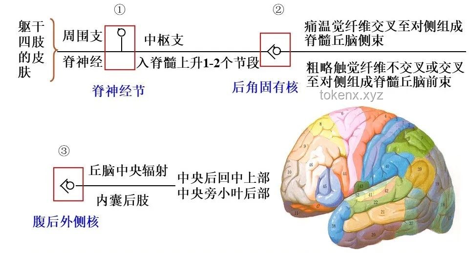 “感觉人中痒痒的”：神经感觉异常的深度剖析与趋势分析